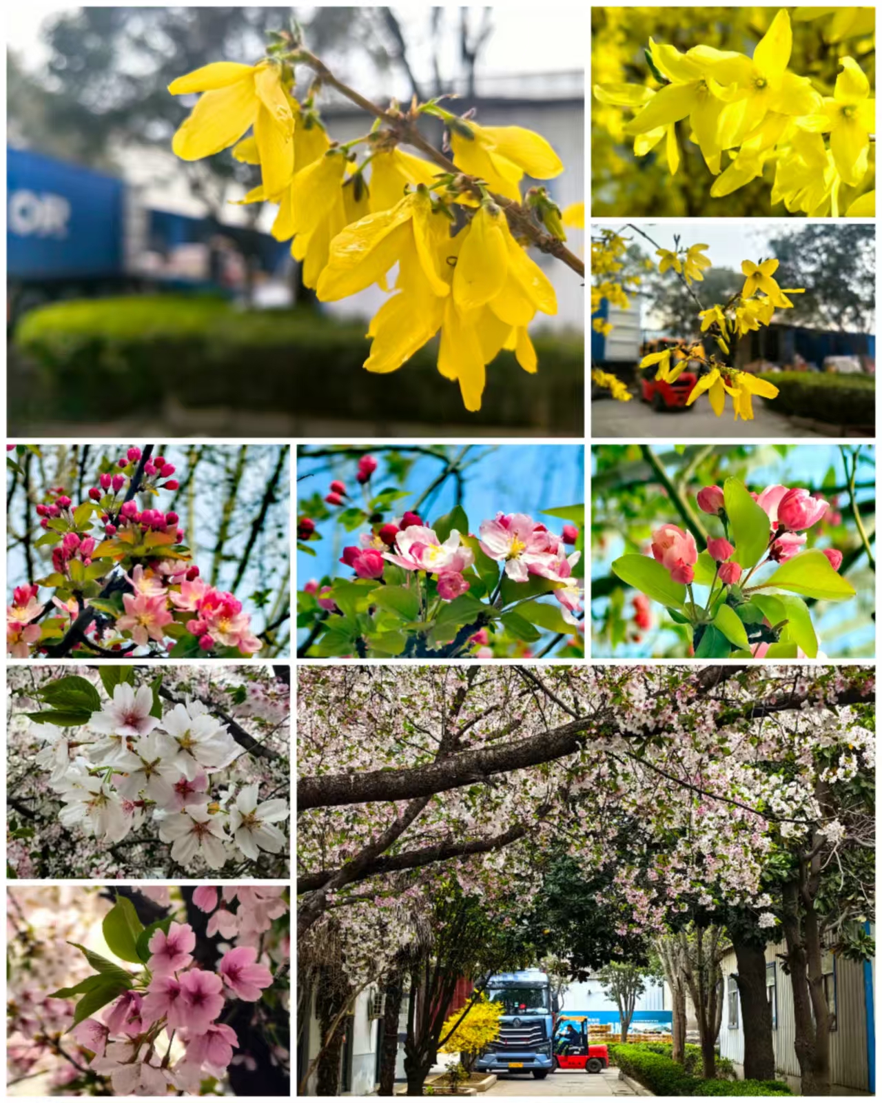 Весна сдерживает свое цветочное обещание, год за годом неизменно радуя нас — зарисовка весенних культурных мероприятий BMC.